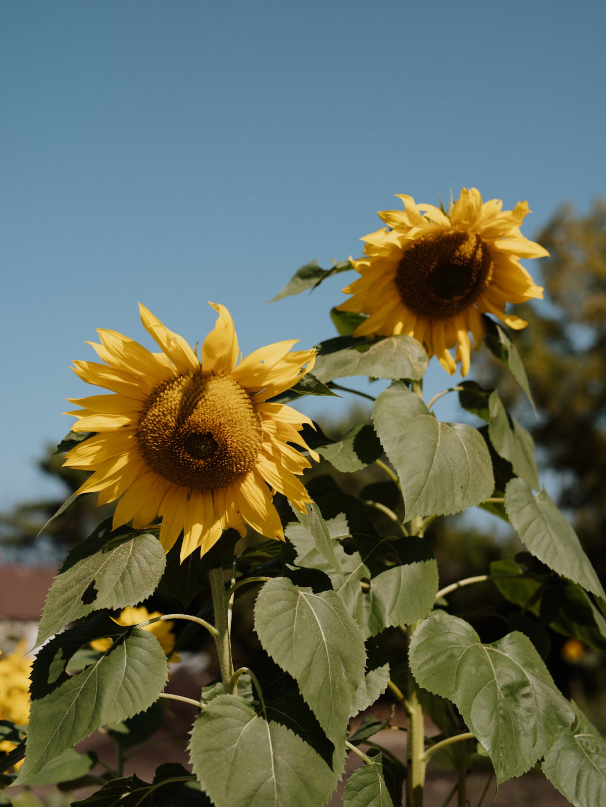 Sanctuary Farms