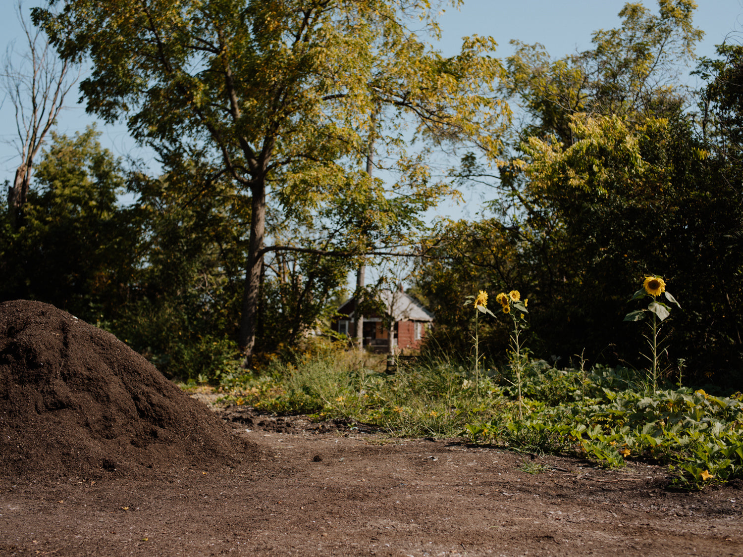 A pile of compost and tall sunflowers at Sanctuary Farms