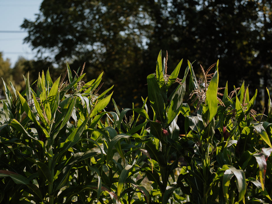 Corn plants with green leaves and developing ears in a field.