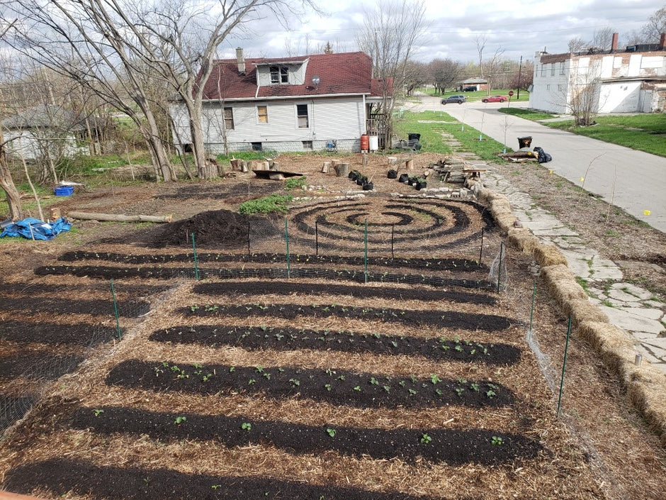 Garden plot with rows of plants and a house in the background