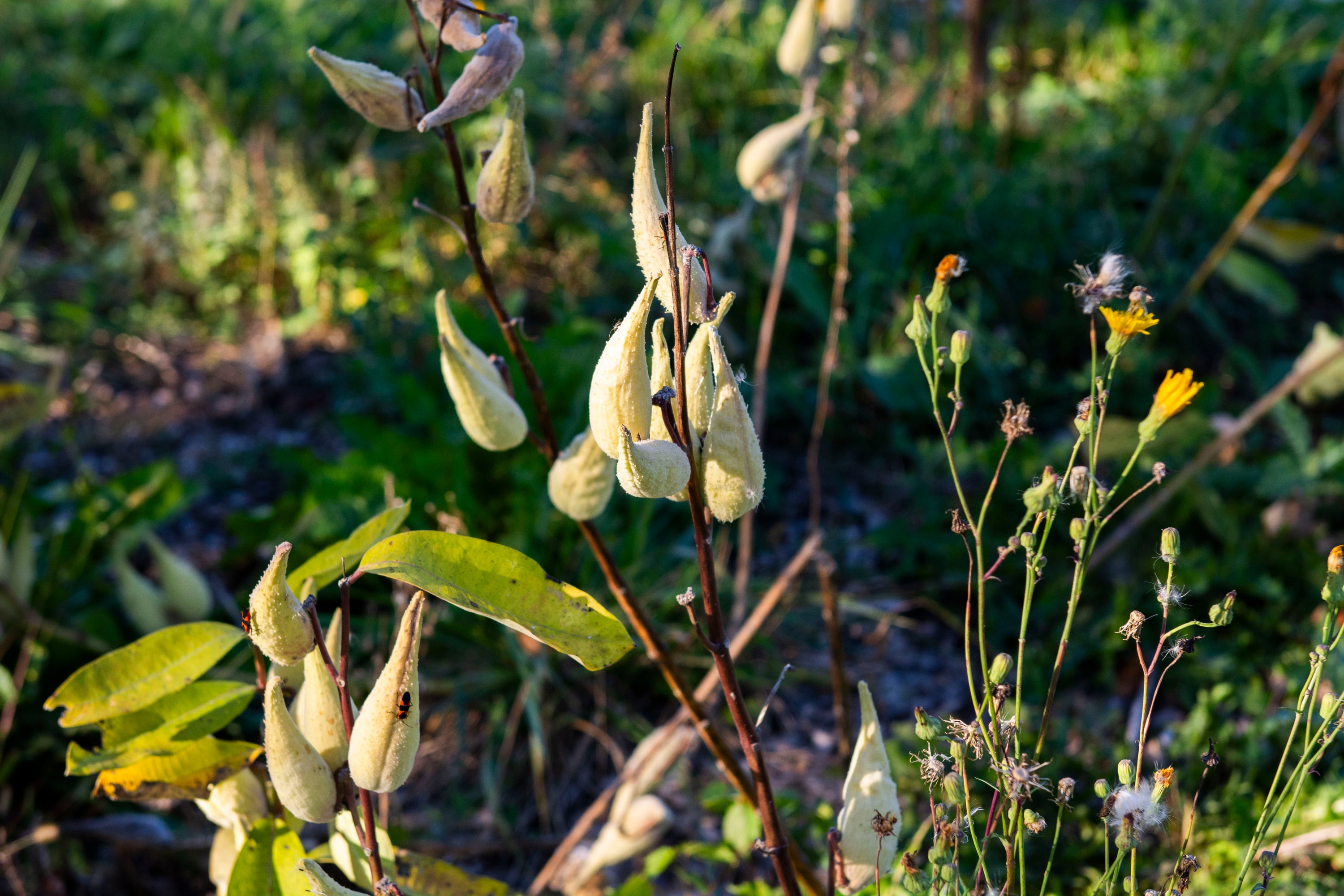 Milkweed pods at Sanctuary Farms