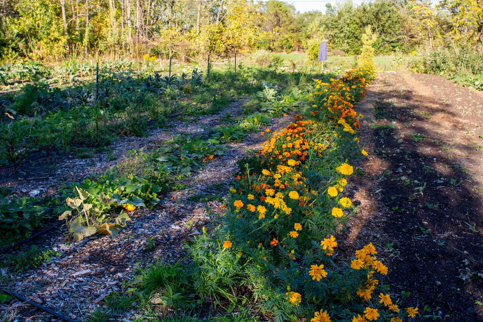 Garden with rows of plants and flowers, including marigolds, under a clear sky.